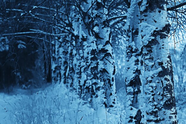 paisaje de bosque de invierno cubierto de nieve, diciembre navidad naturaleza fondo blanco