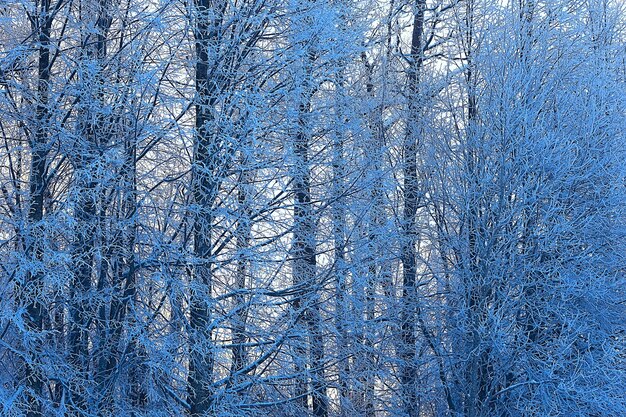 paisaje de bosque de invierno cubierto de nieve, diciembre navidad naturaleza fondo blanco