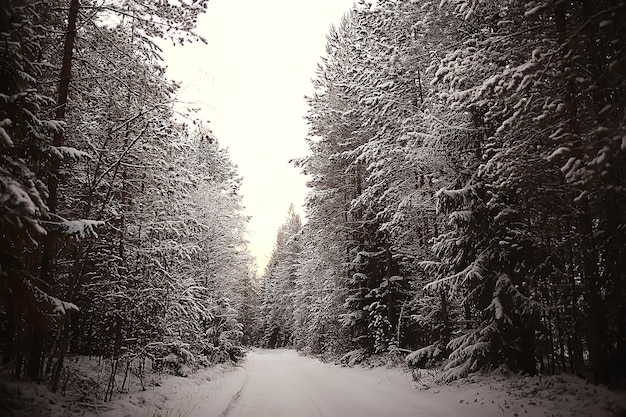 paisaje de bosque de invierno cubierto de nieve, diciembre navidad naturaleza fondo blanco