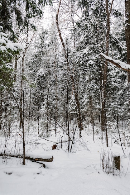 Paisaje de bosque de invierno en día nublado de invierno