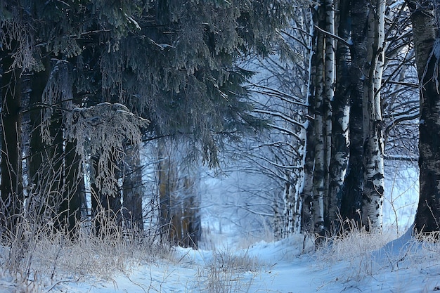 paisaje bosque de invierno, hermosa vista estacional en bosque nevado diciembre naturaleza