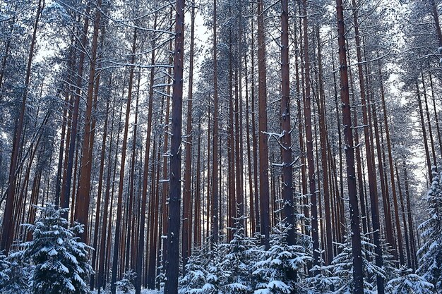 paisaje bosque de invierno, hermosa vista estacional en bosque nevado diciembre naturaleza