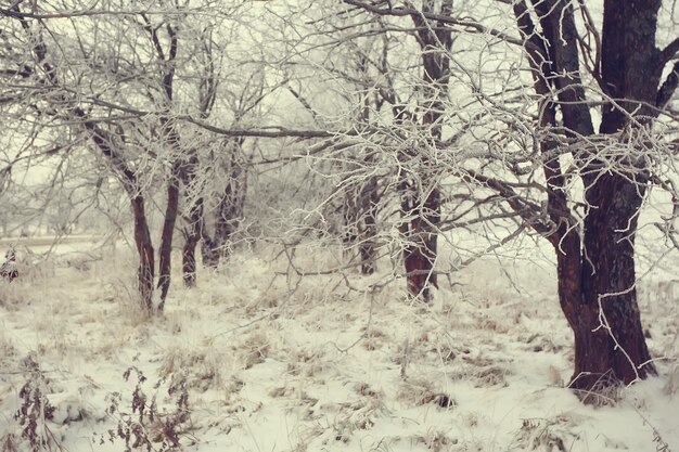 paisaje bosque de invierno, hermosa vista estacional en bosque nevado diciembre naturaleza