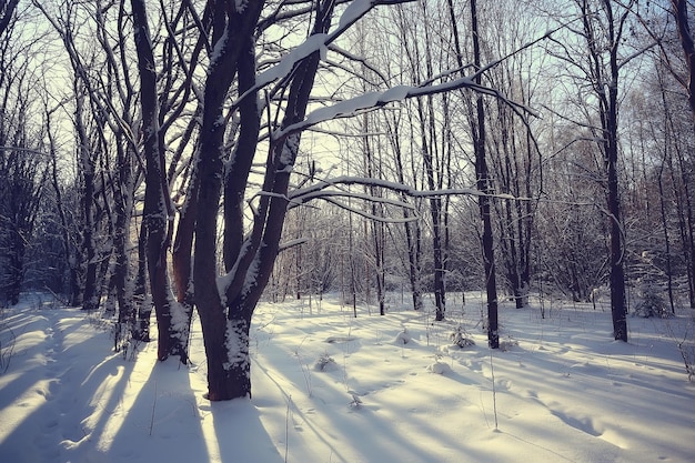 paisaje bosque de invierno, hermosa vista estacional en bosque nevado diciembre naturaleza