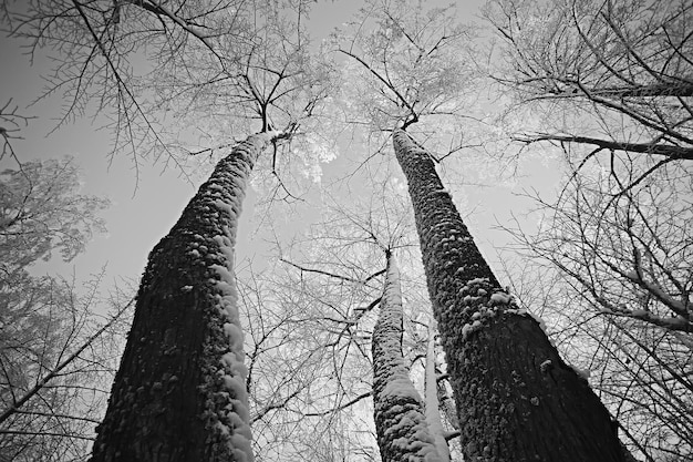 paisaje bosque de invierno, hermosa vista estacional en bosque nevado diciembre naturaleza