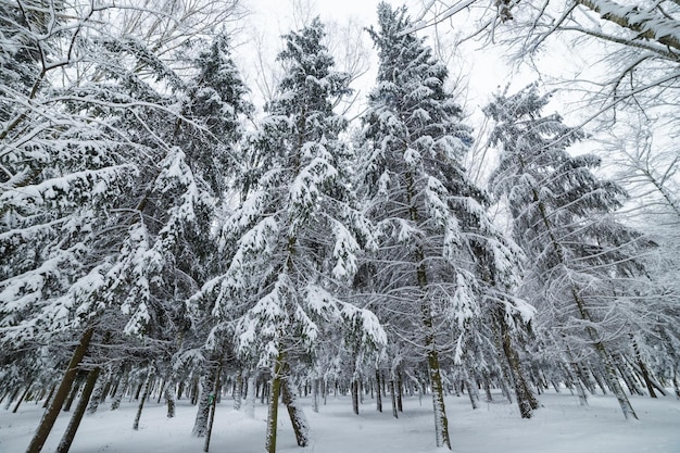 Paisaje de bosque de invierno con nieve