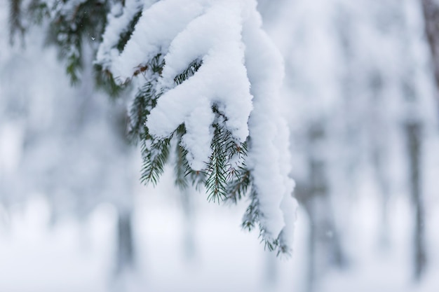 Paisaje de bosque de invierno con nieve