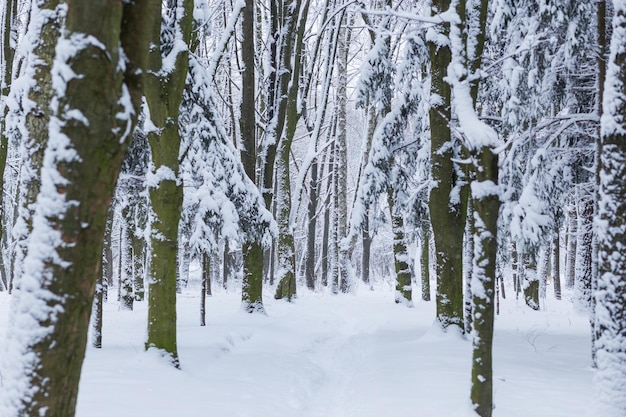 Paisaje de bosque de invierno con nieve