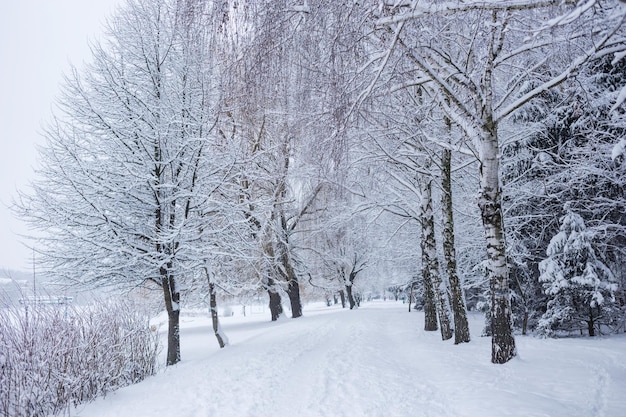 Paisaje de bosque de invierno con nieve