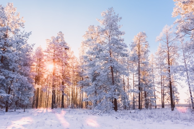 Paisaje de bosque de invierno con pinos y sol