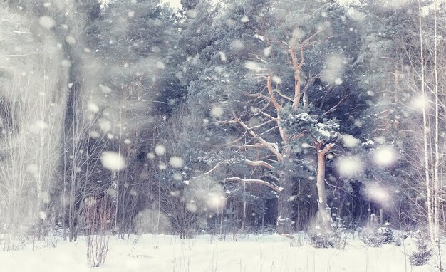 Paisaje de bosque de invierno. Árboles altos bajo la capa de nieve. Día helado de enero en el parque.