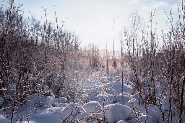 Paisaje de bosque de invierno. Árboles altos bajo la capa de nieve. Día helado de enero en el parque.