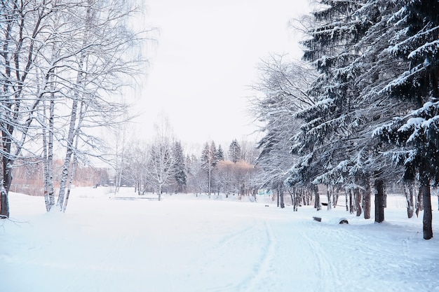 Paisaje de bosque de invierno. Árboles altos bajo la capa de nieve. Día helado de enero en el parque.