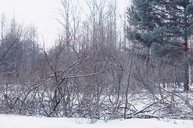 Paisaje de bosque de invierno. Árboles altos bajo la capa de nieve. Día helado de enero en el parque.