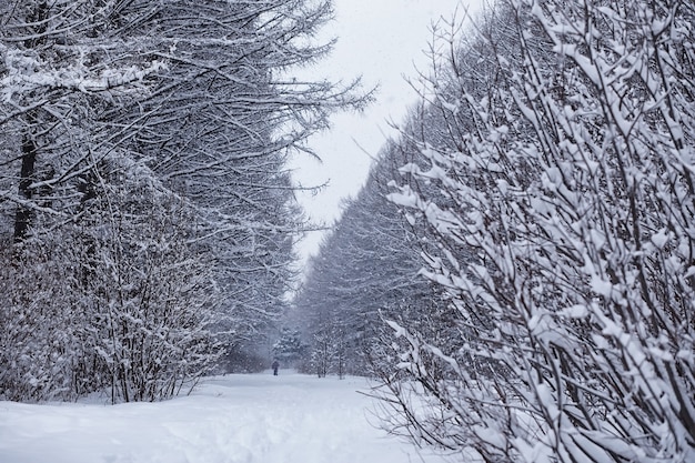 Paisaje de bosque de invierno. Árboles altos bajo la capa de nieve. Día helado de enero en el parque.