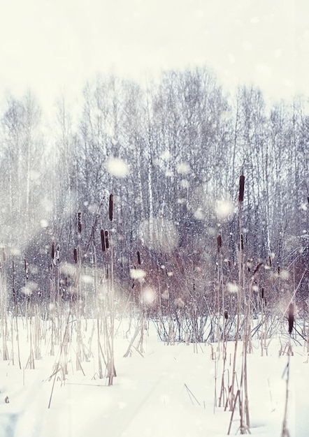 Paisaje de bosque de invierno. Árboles altos bajo la capa de nieve. Día helado de enero en el parque.