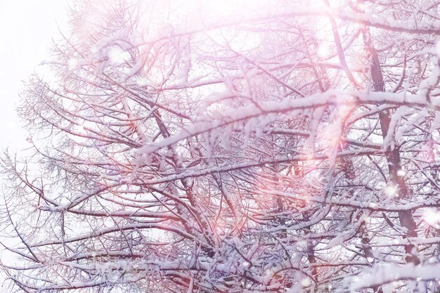 Paisaje de bosque de invierno. Árboles altos bajo la capa de nieve. Día helado de enero en el parque.