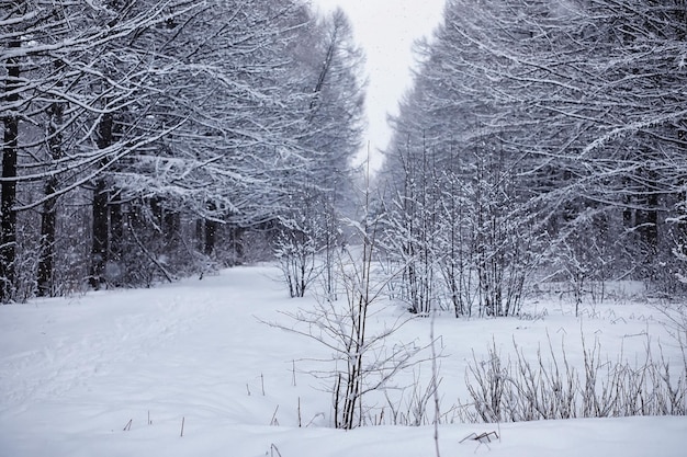 Paisaje de bosque de invierno. Árboles altos bajo la capa de nieve. Día helado de enero en el parque.