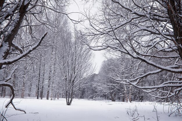 Paisaje de bosque de invierno. Árboles altos bajo la capa de nieve. Día helado de enero en el parque.