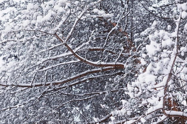 Paisaje de bosque de invierno. Árboles altos bajo la capa de nieve. Día helado de enero en el parque.