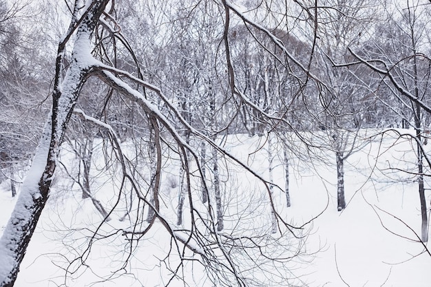 Paisaje de bosque de invierno. Árboles altos bajo la capa de nieve. Día helado de enero en el parque.