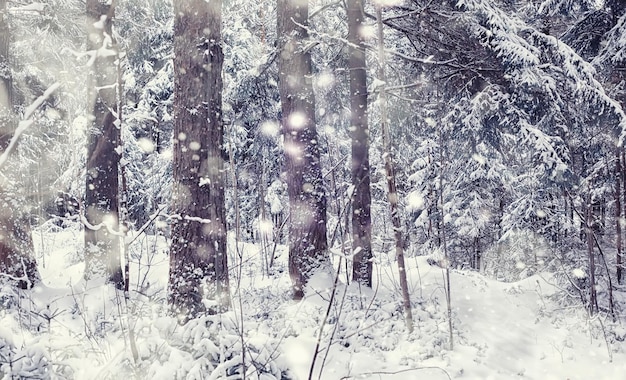 Paisaje de bosque de invierno. Árboles altos bajo la capa de nieve. Día helado de enero en el parque.