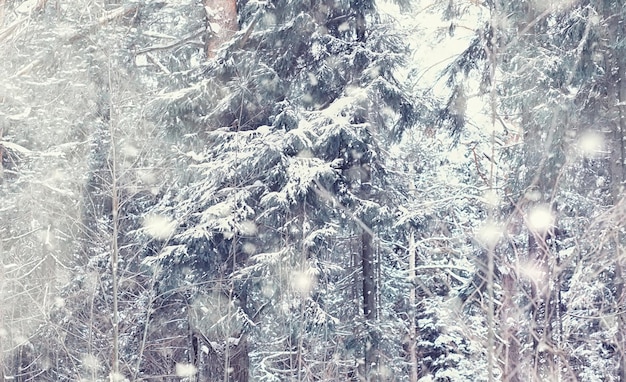 Paisaje de bosque de invierno. Árboles altos bajo la capa de nieve. Día helado de enero en el parque.