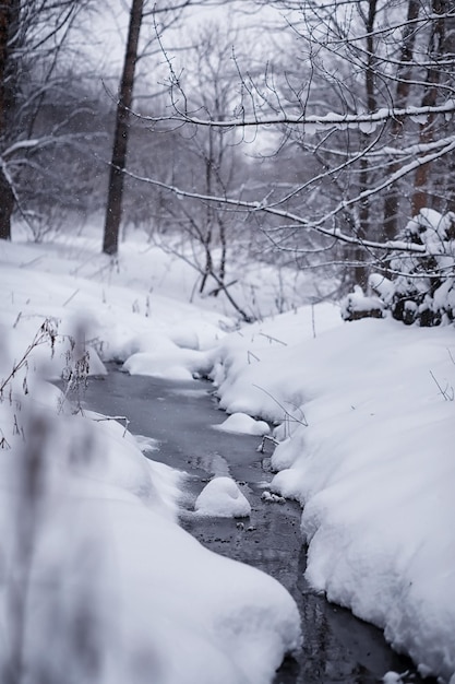 Paisaje de bosque de invierno. Árboles altos bajo la capa de nieve. Día helado de enero en el parque.