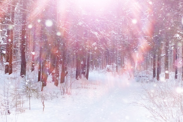 Paisaje de bosque de invierno. Árboles altos bajo la capa de nieve. Enero día helado en el parque.