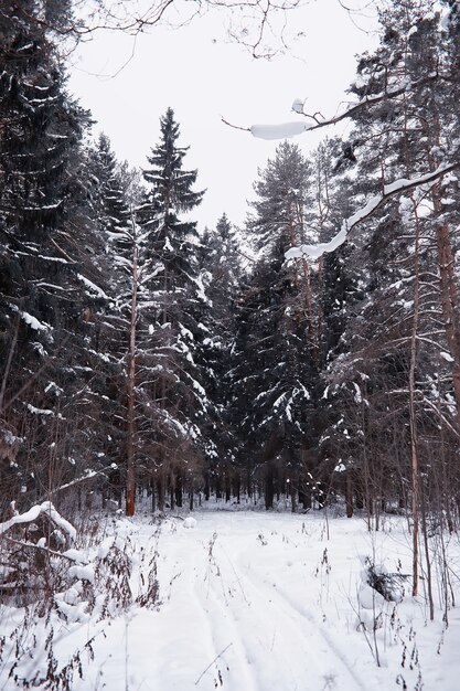 Paisaje de bosque de invierno. Árboles altos bajo la capa de nieve. Enero día helado en el parque.