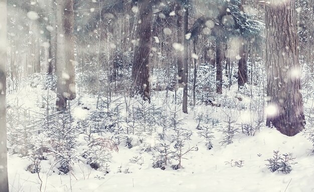 Paisaje de bosque de invierno. Árboles altos bajo la capa de nieve. Enero día helado en el parque.