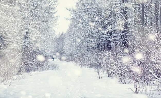 Paisaje de bosque de invierno. Árboles altos bajo la capa de nieve. Enero día helado en el parque.