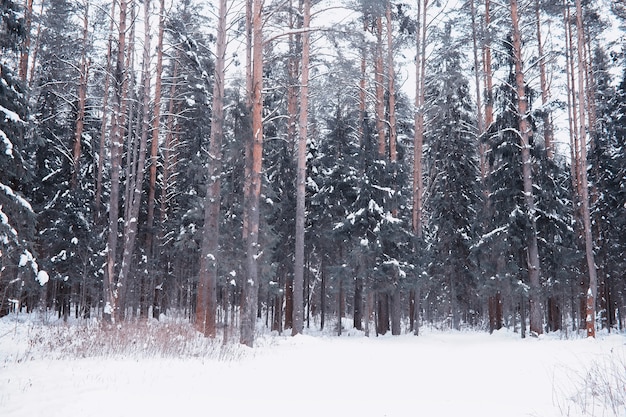 Paisaje de bosque de invierno. Árboles altos bajo la capa de nieve. Enero día helado en el parque.