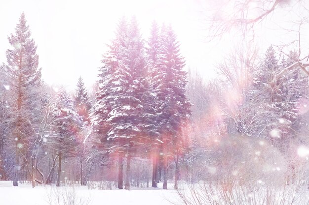 Paisaje de bosque de invierno. Árboles altos bajo la capa de nieve. Enero día helado en el parque.