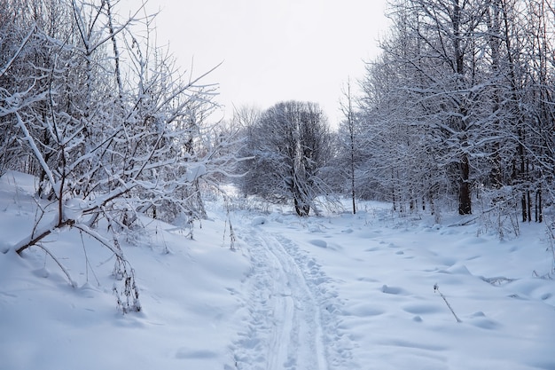 Paisaje de bosque de invierno. Árboles altos bajo la capa de nieve. Enero día helado en el parque.