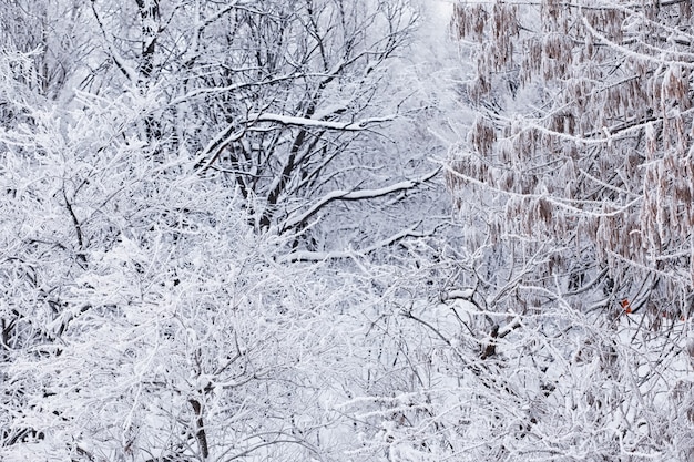 Paisaje de bosque de invierno. Árboles altos bajo la capa de nieve. Enero día helado en el parque.