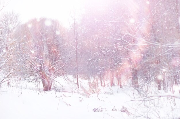 Paisaje de bosque de invierno. Árboles altos bajo la capa de nieve. Enero día helado en el parque.