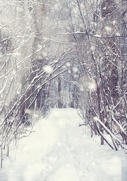 Paisaje de bosque de invierno. Árboles altos bajo la capa de nieve. Enero día helado en el parque.