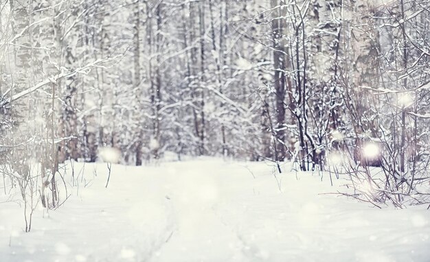 Paisaje de bosque de invierno. Árboles altos bajo la capa de nieve. Enero día helado en el parque.