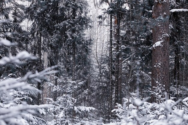 Paisaje de bosque de invierno. Árboles altos bajo la capa de nieve. Enero día helado en el parque.