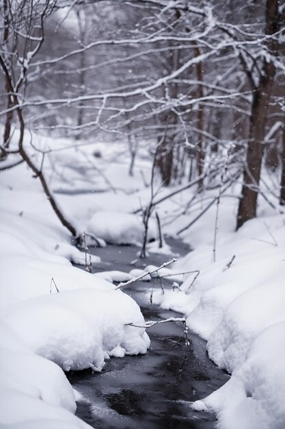 Paisaje de bosque de invierno. Árboles altos bajo la capa de nieve. Enero día helado en el parque.