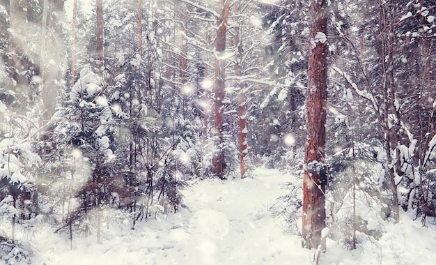 Paisaje de bosque de invierno. Árboles altos bajo la capa de nieve. Enero día helado en el parque.