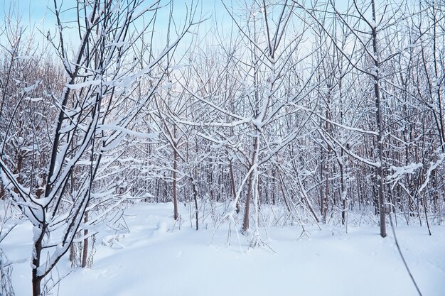 Paisaje de bosque de invierno. Árboles altos bajo la capa de nieve. Enero día helado en el parque.