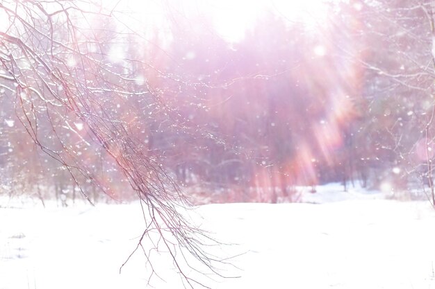 Paisaje de bosque de invierno. Árboles altos bajo la capa de nieve. Enero día helado en el parque.