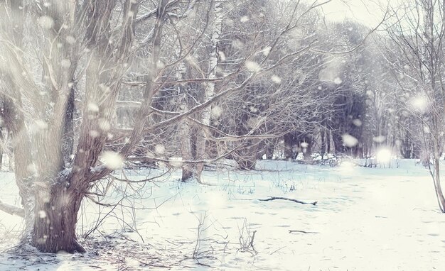 Paisaje de bosque de invierno. Árboles altos bajo la capa de nieve. Enero día helado en el parque.