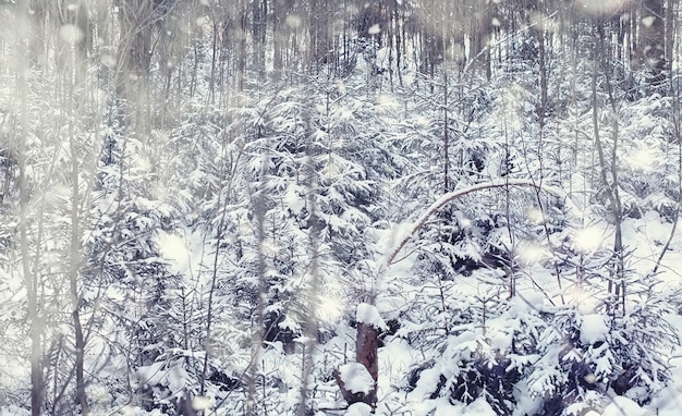 Paisaje de bosque de invierno. Árboles altos bajo la capa de nieve. Enero día helado en el parque.