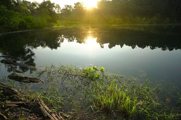 Paisaje de bosque y lago