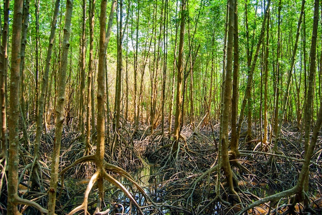 Paisaje de bosque de madera verde de manglar