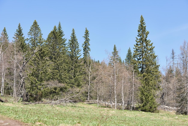 Paisaje de bosque mixto salvaje y prado verde en un día claro y soleado parque nacional región ural rusia