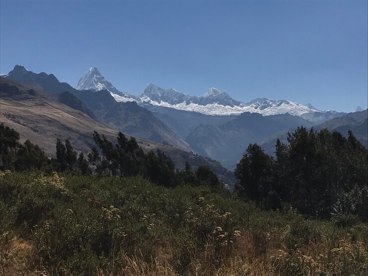 Paisaje de un bosque bajo las montañas y nevado.